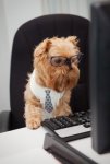 dog-using-computer1.jpg